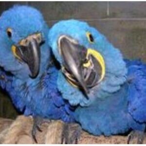 Blue Hyyacinth Macaw Parrots WhatsApp:+63-9455-189-371 Viber:+63-9455-189-371 | PostAds PH