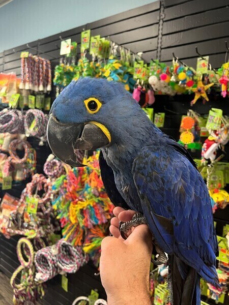 Blue Hyacinth Maacaw Parrots WhatsApp:+63-9455-189-371  Viber:+63-9455-189-371