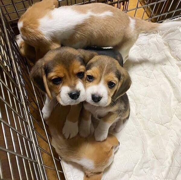 Beautiful Beagle Puppies For Adoption.Please contact us on Viber ...