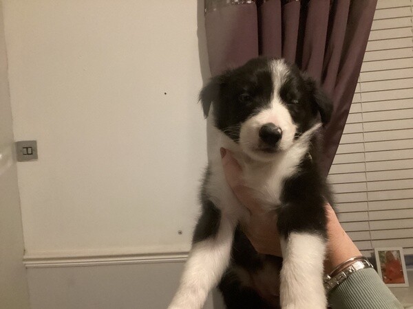 Amazing Border Collie puppies..Please contact us on Viber: +639660614145