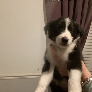 Amazing Border Collie puppies..Please contact us on Viber: +639660614145 | PostAds PH