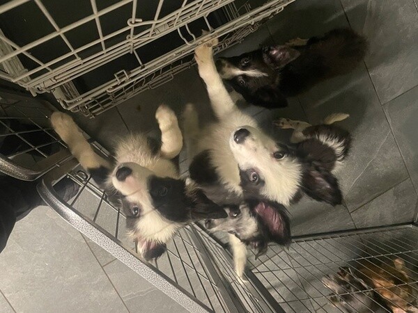 Border Collie puppies.Please contact us on Viber: +639660614145