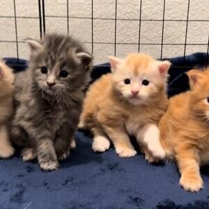 Maine Coon Kittens Available for Adoption.Please contact us on Viber: +639660614145 | PostAds PH