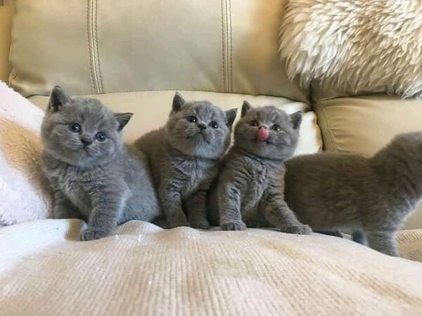 British Shorthair Kittens Available .Please contact us on Viber: +639660614145