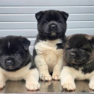Beautiful Akita puppies.Please contact us on Viber: +639660614145 | PostAds PH