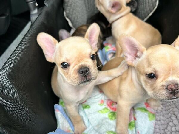 French bulldog puppies.Please contact us on Viber: +639660614145