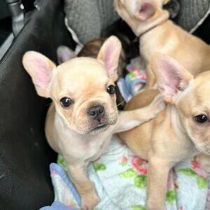 French bulldog puppies.Please contact us on Viber: +639660614145 | PostAds PH