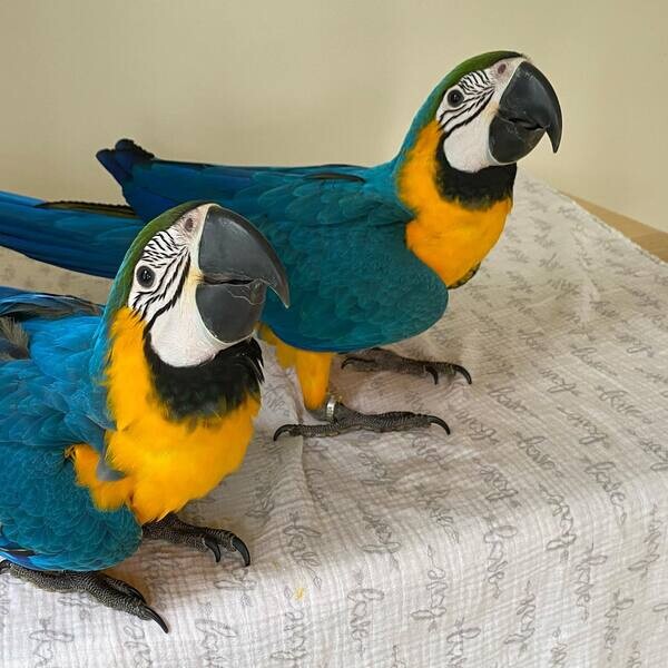 Macaw Parrot For Adoption .Please contact us on Viber: +639660614145