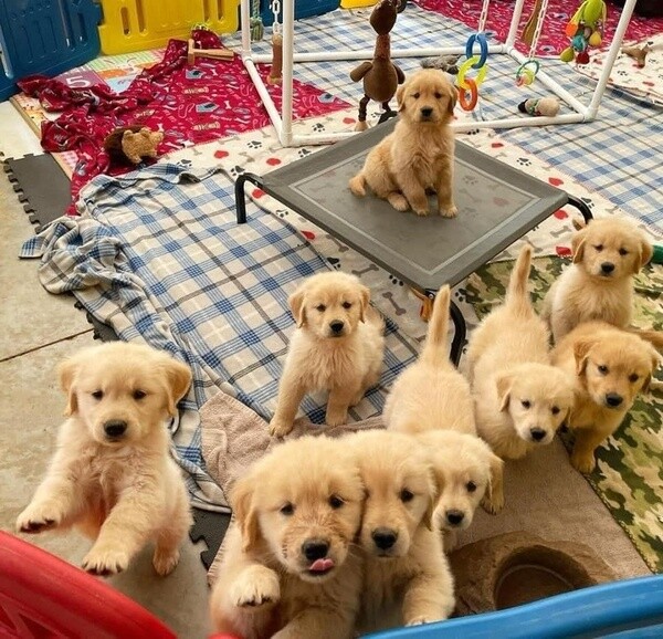 Golden Retriever Puppies For Sale.Please contact us on Viber: +639660614145