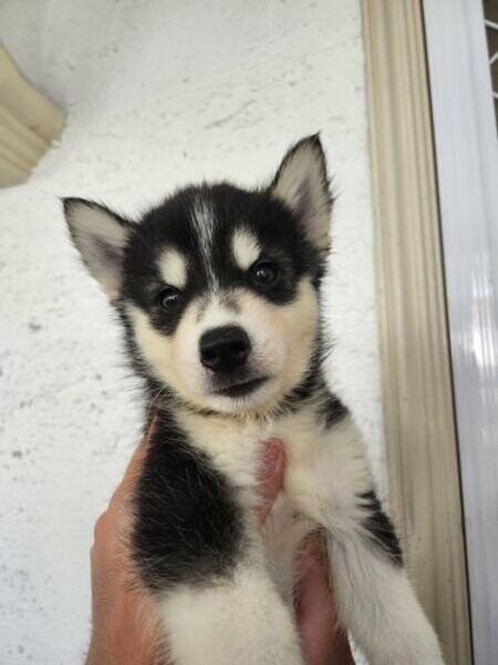 Beautiful Siberian Husky Puppies For Sale.Please contact us on Viber: +639660614145