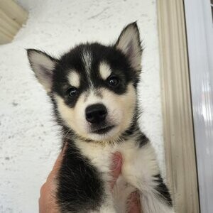 Beautiful Siberian Husky Puppies For Sale.Please contact us on Viber: +639660614145 | PostAds PH