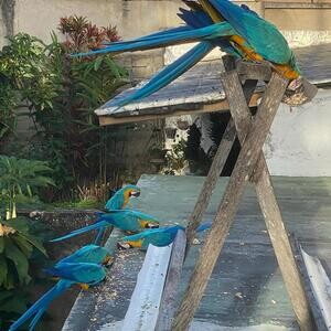 Macaw parrots for rehoming.Please contact us on Viber: +639660614145 | PostAds PH