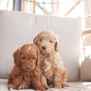 Goldendoodle puppies for sale.Please contact us on Viber: +639660614145 | PostAds PH