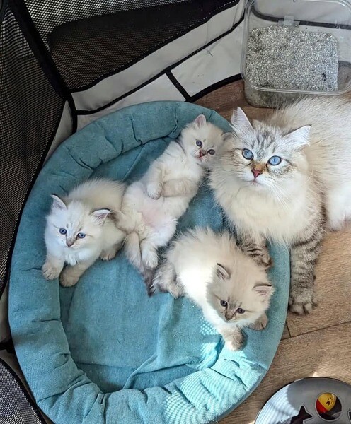 Cute Siberian Kittens.Please contact us on Viber: +639660614145