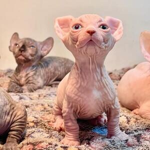Beautiful Sphynx kittens.Please contact us on Viber: +639660614145 | PostAds PH