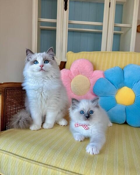 Gorgeous little Ragdolls kittens.Please contact us on Viber: +639660614145