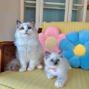 Gorgeous little Ragdolls kittens.Please contact us on Viber: +639660614145 | PostAds PH