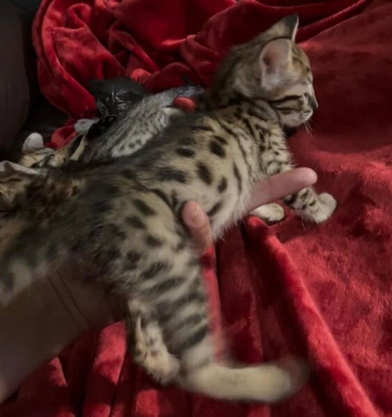 Beautiful savannah kitten .Please contact us on Viber: (+639660614145)