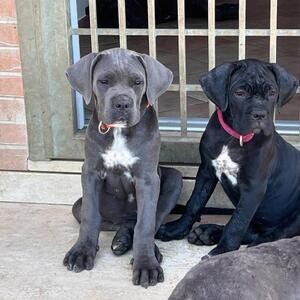 Beautiful Cane Corso puppies for sale.Please contact us on Viber: (+639660614145) | PostAds PH