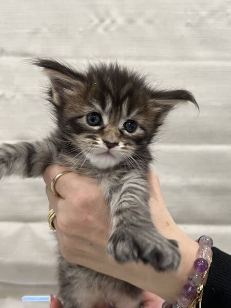 Maine Coon Kitten 