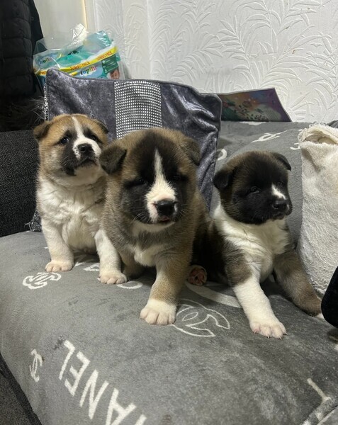 Akita puppies