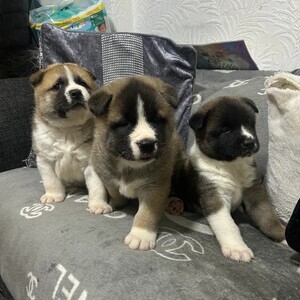 Akita puppies | PostAds PH