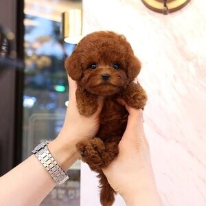Microchip Toy Poodle Puppies | PostAds PH