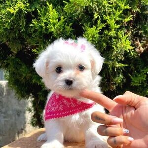 Cute White Maltesse | PostAds PH