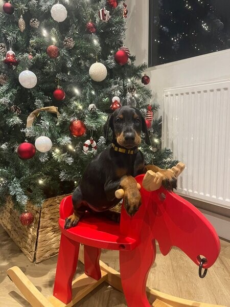 Doberman Puppies
