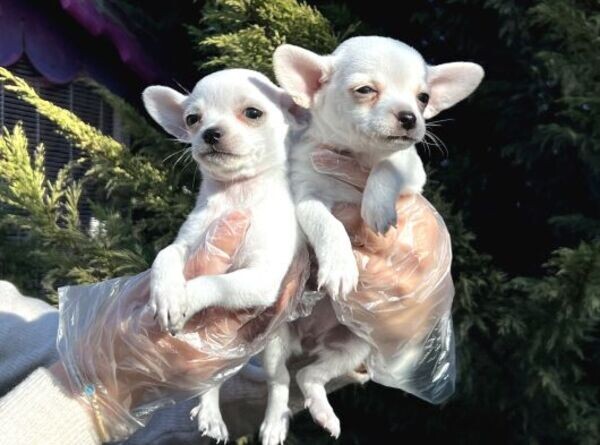 Chihuahua Puppy