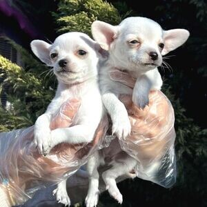 Chihuahua Puppy | PostAds PH