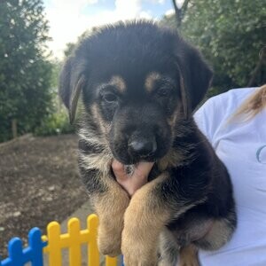 German Shepherd puppies | PostAds PH