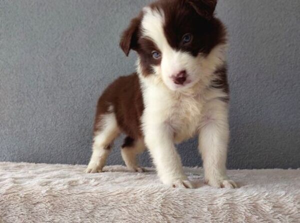 Border Collie Puppies