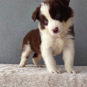 Border Collie Puppies | PostAds PH