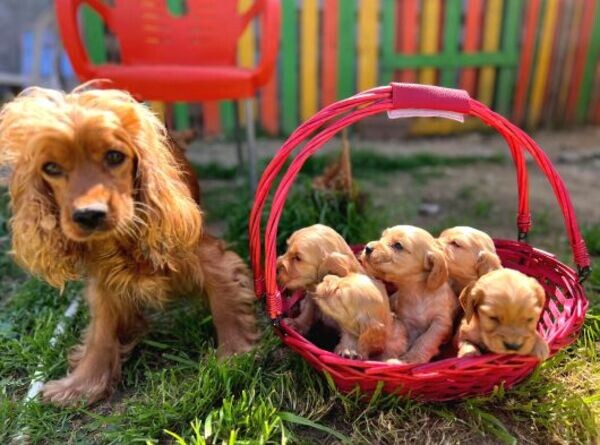 English Cooker Spaniel