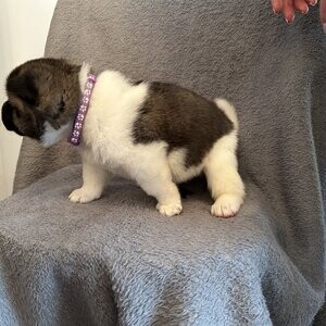 American Akita Puppies | PostAds PH