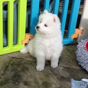 Samoyed Puppies For Sale | PostAds PH