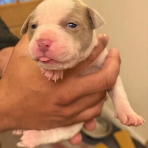 American bulldog | PostAds PH