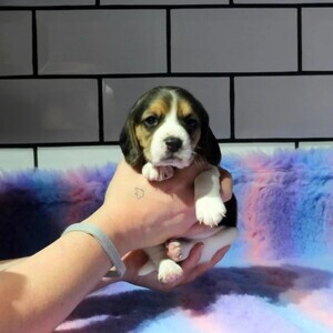 Beagle puppy | PostAds PH