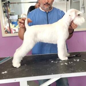 Miniature Schnauzer Puppies | PostAds PH
