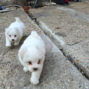 Bichon puppy | PostAds PH
