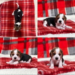 Beagle Puppies | PostAds PH