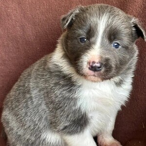 Border Collies | PostAds PH