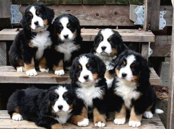 Bernese Mountain Puppies