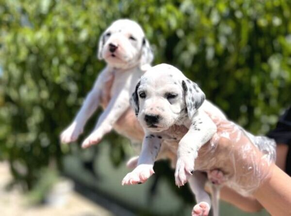 Dalmatian Puppies