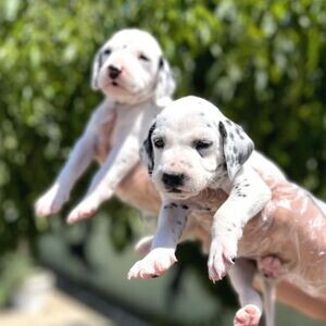 Dalmatian Puppies | PostAds PH