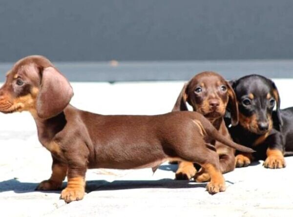 Standard Dachshund Puppies