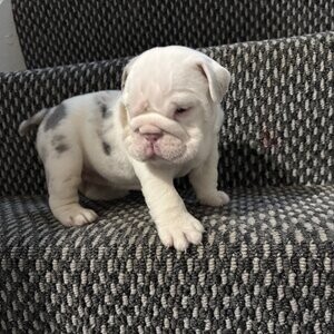 English Bulldogge Puppies | PostAds PH