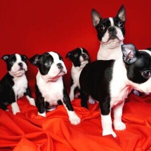 Boston Terrier Puppies | PostAds PH