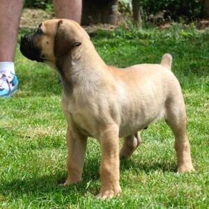 Boerboel (South African Mastiff) Puppies | PostAds PH